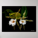 Pesquisar por orquídeas brancas pôsteres Fotos de flores
