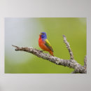 Pesquisar por revestimento pôsteres Passerina ciris