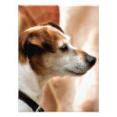 Pesquisar por jack russell pósteres pôsteres Animal