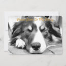 Pesquisar por border collie convites Collie de fronteira