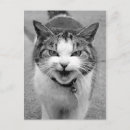 Pesquisar por gato irritado cartoes postais Fofo