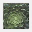 Pesquisar por cacto imas Crescimento