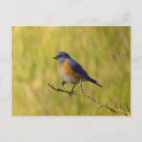 Pesquisar por bluebird cartoes postais Natureza