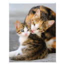 Pesquisar por gatos bonitos pôsteres bebê crianças Gatinho