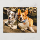 Pesquisar por natal corgi cartoes postais Cardigan welsh corgi