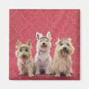 Pesquisar por terrier do westie imas Animais domésticos