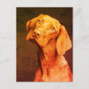 Pesquisar por raça pura cartoes postais Cão