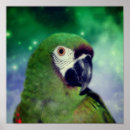 Pesquisar por papagaio do macaw For her