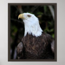 Pesquisar por falcoaria pósteres pôsteres Raptor