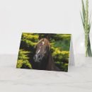 Pesquisar por cavalo árabe cartoes Foto