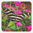 Pesquisar por borboleta zebra adesivos Insetos