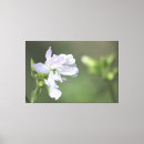 Pesquisar por azeitona você impressão de canvas Verde