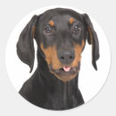 Pesquisar por filhote cachorro pinscher doberman Cão