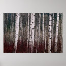 Pesquisar por birch tree pósteres pôsteres Woods