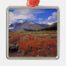 Pesquisar por mirtilo ornamentos Outono