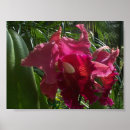 Pesquisar por orquídea cattleya pôsteres Floral
