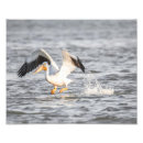 Pesquisar por pelicano branco Aves aquáticas