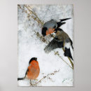 Pesquisar por caça de raposa pósteres pôsteres Animal