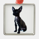 Pesquisar por preto chihuahua Animal