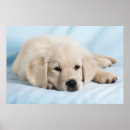Pesquisar por filhotes de cachorro bonitos pôsteres Fotografia