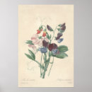 Pesquisar por ervilha doce pósteres pôsteres Vintage