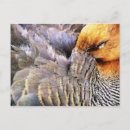 Pesquisar por duck cartoes postais Vida selvagem