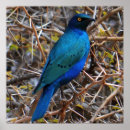 Pesquisar por decoupage pôsteres Pássaro