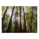 Pesquisar por sequoia pôsteres Árvores