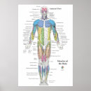 Pesquisar por anatomia muscular pôsteres Médico