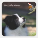 Pesquisar por de border collie adesivos Natal