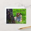 Pesquisar por tigre branco cartoes Gato grande