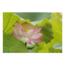 Pesquisar por nucifera do nelumbo Ásia