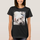 Pesquisar por paw Cachorrinho