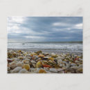 Pesquisar por seashells cartoes postais Viagem
