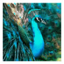 Pesquisar por pavão azul pôsteres Natureza