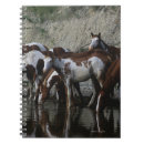 Pesquisar por pinte o cavalo cadernos de notas Foto