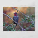 Pesquisar por beija flor cartoes postais Ave