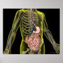 Pesquisar por sistema digestivo pósteres pôsteres Médico