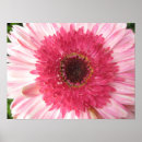 Pesquisar por gerberas pôsteres Rosa