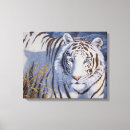 Pesquisar por olhos azuis impressão de canvas Tigre branco