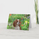 Pesquisar por cavalier king charles spaniel cartoes Cavaleiros