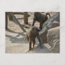 Pesquisar por babuíno cartoes postais Macaco