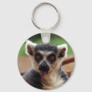 Pesquisar por lemur chaveiros Primatas