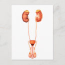 Pesquisar por testículos cartoes postais Genital