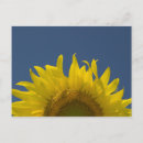 Pesquisar por flor do céu cartoes postais Bonito