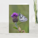 Pesquisar por marmoreado cartoes Inseto