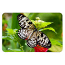 Pesquisar por borboleta imanes Inseto