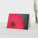 Pesquisar por gerbera cartoes Primavera