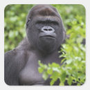 Pesquisar por gorilla adesivos Animal