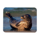 Pesquisar por franquia imas Galeria dos jaynes